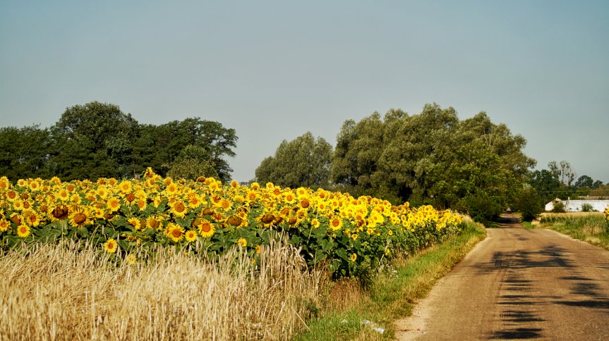 Powiększ obraz: Słoneczniki w Wieliszewie - fot. Ryszard Szuba